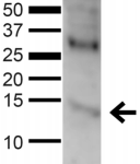 GABARAP Antibody - Detection of GABARAP in human 293T cells with GABARAP Polyclonal Antibody diluted 1:1,000.