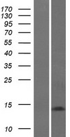 GABARAP Protein - Western validation with an anti-DDK antibody * L: Control HEK293 lysate R: Over-expression lysate