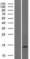 GABARAP Protein - Western validation with an anti-DDK antibody * L: Control HEK293 lysate R: Over-expression lysate