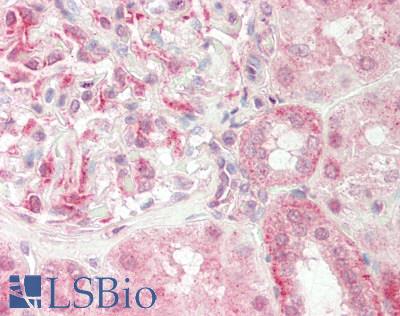 GABARAPL1 / ATG8 Antibody - Human Kidney: Formalin-Fixed, Paraffin-Embedded (FFPE).  This image was taken for the unconjugated form of this product. Other forms have not been tested.