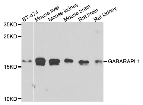 GABARAPL1 / ATG8 Antibody - Western blot analysis of extracts of various cells.