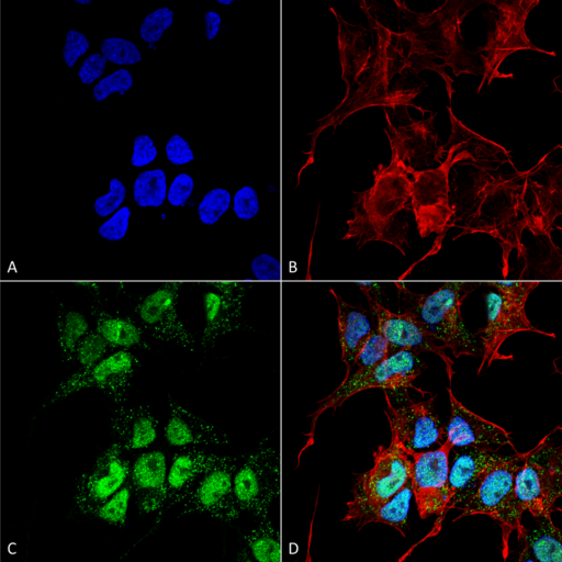 GABARAPL1 / ATG8 Antibody - Immunocytochemistry/Immunofluorescence analysis using Rabbit Anti-GABARAPL1 Polyclonal Antibody. Tissue: Neuroblastoma cell line (SK-N-BE). Species: Human. Fixation: 4% Formaldehyde for 15 min at RT. Primary Antibody: Rabbit Anti-GABARAPL1 Polyclonal Antibody  at 1:100 for 60 min at RT. Secondary Antibody: Goat Anti-Rabbit ATTO 488 at 1:200 for 60 min at RT. Counterstain: Phalloidin Texas Red F-Actin stain; DAPI (blue) nuclear stain at 1:1000, 1:5000 for 60 min at RT, 5 min at RT. Localization: Cytoplasmic Vesicle, Autophagosome, Cytoplasm, Nucleus. Magnification: 60X. (A) DAPI (blue) nuclear stain (B) Phalloidin Texas Red F-Actin stain (C) GABARAPL1 Antibody (D) Composite.