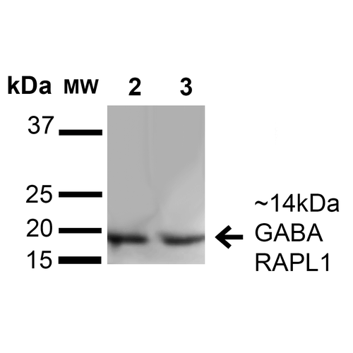GABARAPL1 / ATG8 Antibody - Western blot analysis of Human HeLa and HEK293Trap cell lysates showing detection of 14 kDa GABARAPL1 protein using Rabbit Anti-GABARAPL1 Polyclonal Antibody. Lane 1: Molecular Weight Ladder (MW). Lane 2: HeLa cell lysates. Lane 3: 293Trap cell lysates. Load: 15 µg. Block: 5% Skim Milk in 1X TBST. Primary Antibody: Rabbit Anti-GABARAPL1 Polyclonal Antibody  at 1:1000 for 1 hour at RT. Secondary Antibody: Goat Anti-Rabbit HRP at 1:2000 for 60 min at RT. Color Development: ECL solution for 6 min in RT. Predicted/Observed Size: 14 kDa.