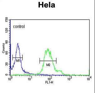 GABARAPL1 / ATG8 Antibody - GABARAPL1 Antibody flow cytometry of HeLa cells (right histogram) compared to a negative control cell (left histogram). FITC-conjugated goat-anti-rabbit secondary antibodies were used for the analysis.