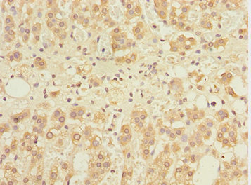 GABARAPL1 / ATG8 Antibody - Immunohistochemistry of paraffin-embedded human adrenal gland tissue at dilution 1:100