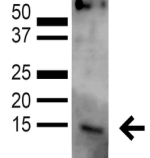 GABARAPL1 / ATG8 Antibody - Detection of GABARAPL1 in HeLa cell lysate with GABARAPL1 Polyclonal Antibody diluted 1:1,000.