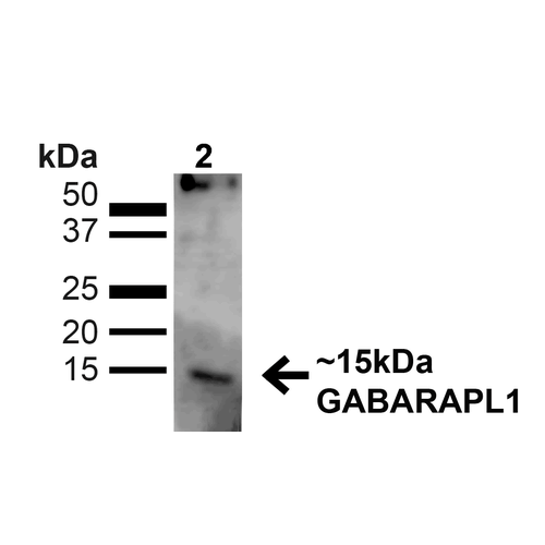 GABARAPL1 / ATG8 Antibody - Western blot analysis of Human Cervical cancer cell line (HeLa) lysate showing detection of ~14kDa GABARAPL1 protein using Rabbit Anti-GABARAPL1 Polyclonal Antibody. Lane 1: MW Ladder. Lane 2: Human HeLa (20 µg). Load: 20 µg. Block: 5% milk + TBST for 1 hour at RT. Primary Antibody: Rabbit Anti-GABARAPL1 Polyclonal Antibody  at 1:1000 for 1 hour at RT. Secondary Antibody: Goat Anti-Rabbit: HRP at 1:2000 for 1 hour at RT. Color Development: TMB solution for 12 min at RT. Predicted/Observed Size: ~14kDa.