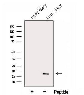 GABARAPL1 / ATG8 Antibody - Western blot analysis of extracts of mouse kidney tissue using GABARAPL1 antibody. The lane on the left was treated with blocking peptide.