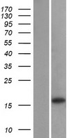 GABARAPL1 / ATG8 Protein - Western validation with an anti-DDK antibody * L: Control HEK293 lysate R: Over-expression lysate