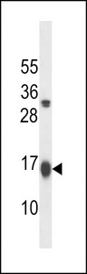 GABARAPL2 / ATG8 Antibody - GATE16 Antibody western blot of K562 cell line lysates (35 ug/lane). The GATE16 antibody detected the GATE16 protein (arrow).