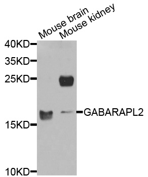 GABARAPL2 / ATG8 Antibody - Western blot analysis of extracts of various cells.