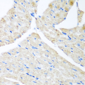 GABARAPL2 / ATG8 Antibody - Immunohistochemistry of paraffin-embedded mouse heart.