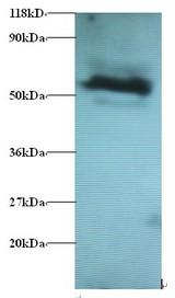 GABARAPL2 / ATG8 Antibody - Western blot of Gamma-aminobutyric acid receptor-associated protein-like 2 Antibody at 2 ug/ml + 293T whole cell lysate at 20 ug. Secondary: Goat polyclonal to Rabbit IgG at 1:15000 dilution. Predicted band size: 13 kDa. Observed band size: 60 kDa.  This image was taken for the unconjugated form of this product. Other forms have not been tested.