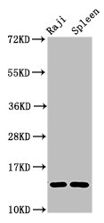 GABARAPL2 / ATG8 Antibody - Western Blot Positive WB detected in: Raji whole cell lysate, Rat spleen tissue All lanes: GABARAPL2 antibody at 4µg/ml Secondary Goat polyclonal to rabbit IgG at 1/50000 dilution Predicted band size: 14 kDa Observed band size: 14 kDa