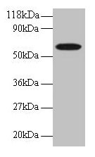 GABARAPL2 / ATG8 Antibody - Western blot All lanes: Gamma-aminobutyric acid receptor-associated protein-like 2 antibody at 2µg/ml + EC109whole cell lysate Secondary Goat polyclonal to rabbit IgG at 1/15000 dilution Predicted band size: 13 kDa Observed band size: 60 kDa