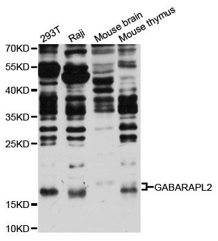 GABARAPL2 / ATG8 Antibody - Western blot analysis of extracts of various cell lines, using GABARAPL2 antibody at 1:1000 dilution. The secondary antibody used was an HRP Goat Anti-Rabbit IgG (H+L) at 1:10000 dilution. Lysates were loaded 25ug per lane and 3% nonfat dry milk in TBST was used for blocking. An ECL Kit was used for detection and the exposure time was 90s.