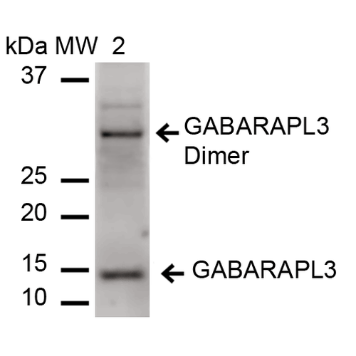 GABARAPL3 Antibody - Western blot analysis of Rat Liver cell lysates showing detection of ~14 kDa GABARAPL3 protein using Rabbit Anti-GABARAPL3 Polyclonal Antibody. Lane 1: Molecular Weight Ladder (MW). Lane 2: Rat Liver cell lysates. Load: 15 µg. Block: 5% Skim Milk in 1X TBST. Primary Antibody: Rabbit Anti-GABARAPL3 Polyclonal Antibody  at 1:1000 for 60 min at RT. Secondary Antibody: Goat Anti-Rabbit IgG: HRP at 1:2000 for 60 min at RT. Color Development: ECL solution for 6 min in RT. Predicted/Observed Size: ~14 kDa.