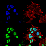 GABARAPL3 Antibody - Immunocytochemistry/Immunofluorescence analysis using Rabbit Anti-GABARAPL3 Polyclonal Antibody. Tissue: Neuroblastoma cell line (SK-N-BE). Species: Human. Fixation: 4% Formaldehyde for 15 min at RT. Primary Antibody: Rabbit Anti-GABARAPL3 Polyclonal Antibody  at 1:100 for 60 min at RT. Secondary Antibody: Goat Anti-Rabbit ATTO 488 at 1:200 for 60 min at RT. Counterstain: Phalloidin Texas Red F-Actin stain; DAPI (blue) nuclear stain at 1:1000, 1:5000 for 60 min at RT, 5 min at RT. Localization: Nucleoplasm, Cytosol. Magnification: 60X. (A) DAPI (blue) nuclear stain (B) Phalloidin Texas Red F-Actin stain (C) GABARAPL3 Antibody (D) Composite.