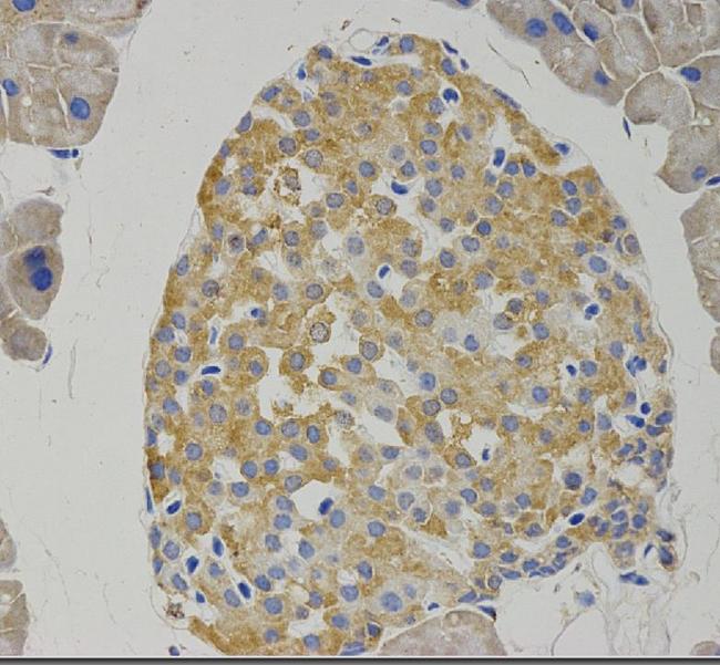 GABBR1 / GABA B Receptor 1 Antibody - IHC test on mouse pancreas tissue.