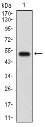 GABBR2 / GABA B Receptor 2 Antibody - Western blot using GABBR2 monoclonal antibody against human GABBR2 (AA: 319-483) recombinant protein. (Expected MW is 44.9 kDa)
