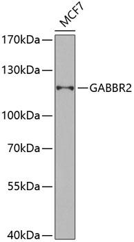GABBR2 / GABA B Receptor 2 Antibody - Western blot analysis of extracts of MCF-7 cells using GABBR2 Polyclonal Antibody at dilution of 1:1000.