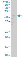 GABPA / NRF2 Antibody - GABPA monoclonal antibody (M07), clone 5C8 Western blot of GABPA expression in HeLa NE.
