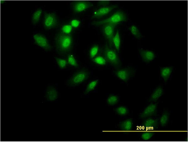 GABPA / NRF2 Antibody - Immunofluorescence of monoclonal antibody to GABPA on HeLa cell. [antibody concentration 10 ug/ml]