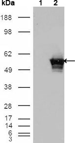 GABPA / NRF2 Antibody - Western blot using GABPA mouse monoclonal antibody against HEK293T cells transfected with the pCMV6-ENTRY control (1) and pCMV6-ENTRY GABPA cDNA (2).
