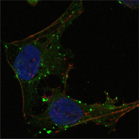 GABPA / NRF2 Antibody - Confocal immunofluorescence of HeLa cells using GABPA mouse monoclonal antibody (green). Red: Actin filaments have been labeled using DY-554 phalloidin. Blue: DRAQ5 fluorescent DNA dye.