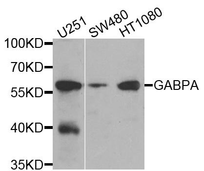 GABPA / NRF2 Antibody - Western blot analysis of extracts of various cells.