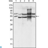 GABPA / NRF2 Antibody - Confocal Immunofluorescence (IF) analysis of HeLa cells using GABP-alpha Monoclonal Antibody (green). Red: Actin filaments have been labeled using DY-554 phalloidin. Blue: DRAQ5 fluorescent DNA dye.