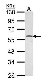 GABPB1 Antibody - Sample (30 ug of whole cell lysate). A: Hela. 10% SDS PAGE. GABPB1 antibody diluted at 1:5000.