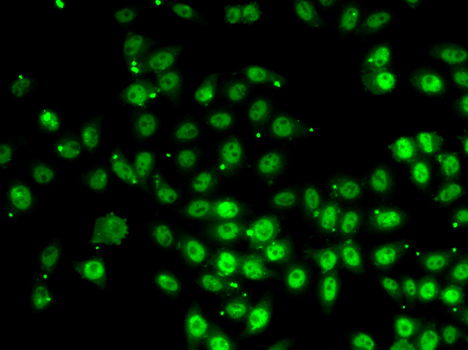 GABPB1 Antibody - Immunofluorescence analysis of HeLa cells.