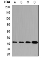 GABPB1 Antibody - Western blot analysis of GABPB1 expression in HepG2 (A); HT29 (B); mouse spleen (C); mouse thymus (D) whole cell lysates.