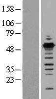GABPB1 Protein - Western validation with an anti-DDK antibody * L: Control HEK293 lysate R: Over-expression lysate