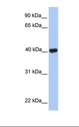 GABPB2 Antibody - Fetal heart lysate. Antibody concentration: 1.0 ug/ml. Gel concentration: 12%.  This image was taken for the unconjugated form of this product. Other forms have not been tested.