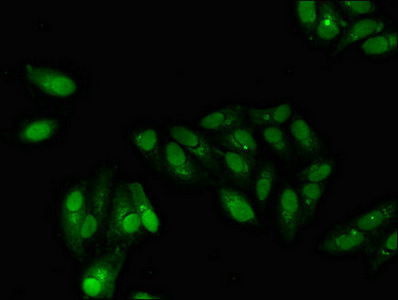 GABPB2 Antibody - Immunofluorescent analysis of Hela cells diluted at 1:100 and Alexa Fluor 488-congugated AffiniPure Goat Anti-Rabbit IgG(H+L)