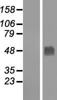 GABPB2 Protein - Western validation with an anti-DDK antibody * L: Control HEK293 lysate R: Over-expression lysate