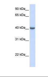 GABRA1 Antibody - 721_B cell lysate. Antibody concentration: 1.0 ug/ml. Gel concentration: 12%.  This image was taken for the unconjugated form of this product. Other forms have not been tested.