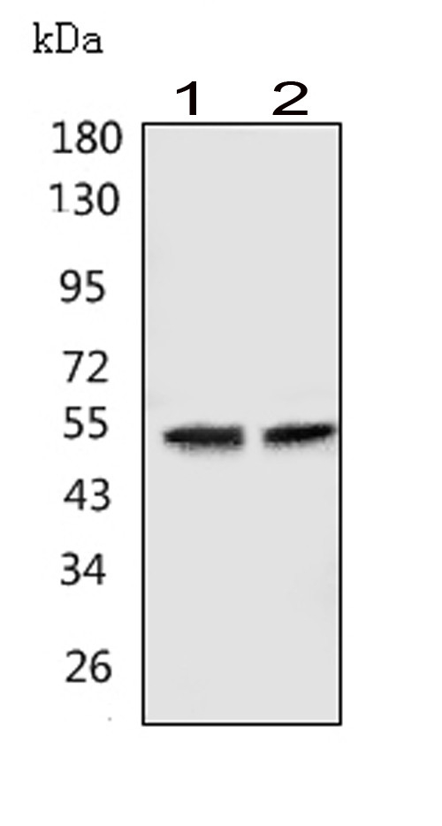 GABRA1 Antibody - Western blot analysis of GABRA1 using anti-GABRA1 antibody. Electrophoresis was performed on a 5-20% SDS-PAGE gel at 70V (Stacking gel) / 90V (Resolving gel) for 2-3 hours. The sample well of each lane was loaded with 50ug of sample under reducing conditions. Lane 1: human Hela whole cell lysates, Lane 2: human U-87MG whole cell lysates, After Electrophoresis, proteins were transferred to a Nitrocellulose membrane at 150mA for 50-90 minutes. Blocked the membrane with 5% Non-fat Milk/ TBS for 1.5 hour at RT. The membrane was incubated with rabbit anti-GABRA1 antigen affinity purified polyclonal antibody at 0.5 µg/mL overnight at 4°C, then washed with TBS-0.1% Tween 3 times with 5 minutes each and probed with a goat anti-rabbit IgG-HRP secondary antibody at a dilution of 1:10000 for 1.5 hour at RT. The signal is developed using an Enhanced Chemiluminescent detection (ECL) kit with Tanon 5200 system. A specific band was detected for GABRA1 at approximately 52KD. The expected band size for GABRA1 is at 52KD.