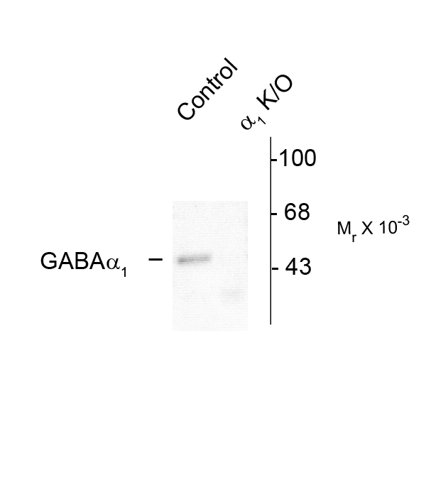 GABRA1 Antibody - Western blot of rat forebrain lysates from wild type (Control) and a1-knockout (a1-K/O) animals showing specific immunolabeling of the ~51k a1-subunit of the GABAA-R. The labeling was absent from a lysate prepared from a1-knockout animals.
