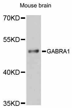 GABRA1 Antibody - Western blot analysis of extracts of mouse brain, using GABRA1 antibody at 1:3000 dilution. The secondary antibody used was an HRP Goat Anti-Rabbit IgG (H+L) at 1:10000 dilution. Lysates were loaded 25ug per lane and 3% nonfat dry milk in TBST was used for blocking. An ECL Kit was used for detection and the exposure time was 90s.