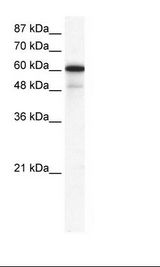 GABRA1 Antibody - HepG2 Cell Lysate.  This image was taken for the unconjugated form of this product. Other forms have not been tested.