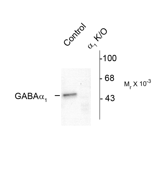 GABRA1 Antibody - Western blot of rat forebrain lysates from Wild Type (Control) and a1-knockout (a1-K/O) animals showing specific immunolabeling of the ~51k a1-subunit of the GABAA-R. The labeling was absent from a lysate prepared from a1-knockout animals.