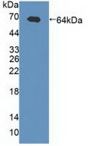 GABRA2 Antibody