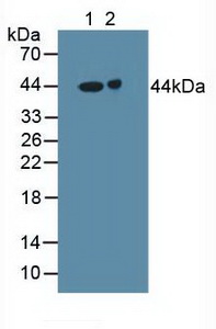 GABRA2 Antibody