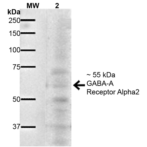 GABRA2 Antibody - Western Blot analysis of Mouse Brain showing detection of ~55 kDa GABA A Receptor Alpha 2 protein using Mouse Anti-GABA A Receptor Alpha 2 Monoclonal Antibody, Clone S399-19. Lane 1: MW Ladder. Lane 2: Mouse Brain. Load: 20 µg. Primary Antibody: Mouse Anti-GABA A Receptor Alpha 2 Monoclonal Antibody  at 1:1000 for 16 hours at 4°C. Secondary Antibody: Goat Anti-Mouse IgG: HRP at 1:200 for 1 hour at RT. Predicted/Observed Size: ~55 kDa. Other Band(s): ~ 37 kDa, ~50 kDa, ~70 kDa.