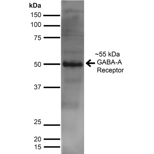 GABRA2 Antibody - Western Blot analysis of Rat Brain showing detection of ~55 kDa GABA A Receptor Alpha 2 protein using Mouse Anti-GABA A Receptor Alpha 2 Monoclonal Antibody, Clone S399-19. Lane 1: MW Ladder. Lane 2: Rat Brain. Load: 10 µg. Block: 5% Skim Milk for 1 hour at RT. Primary Antibody: Mouse Anti-GABA A Receptor Alpha 2 Monoclonal Antibody  at 1:1000 for 1 hour at RT. Secondary Antibody: Goat Anti-Mouse IgG: HRP at 1:100 for 1 hour at RT. Color Development: ECL solution for 6 min at RT. Predicted/Observed Size: ~55 kDa.