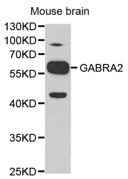 GABRA2 Antibody - Western blot analysis of extracts of mouse brain, using GABRA2 antibody at 1:1000 dilution. The secondary antibody used was an HRP Goat Anti-Rabbit IgG (H+L) at 1:10000 dilution. Lysates were loaded 25ug per lane and 3% nonfat dry milk in TBST was used for blocking.