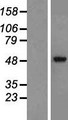 GABRA2 Protein - Western validation with an anti-DDK antibody * L: Control HEK293 lysate R: Over-expression lysate